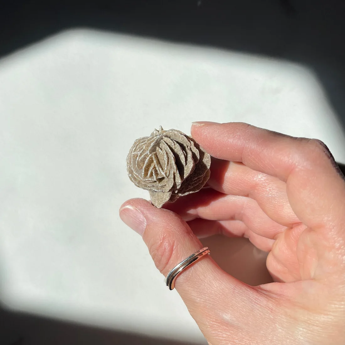 Mini Desert Rose