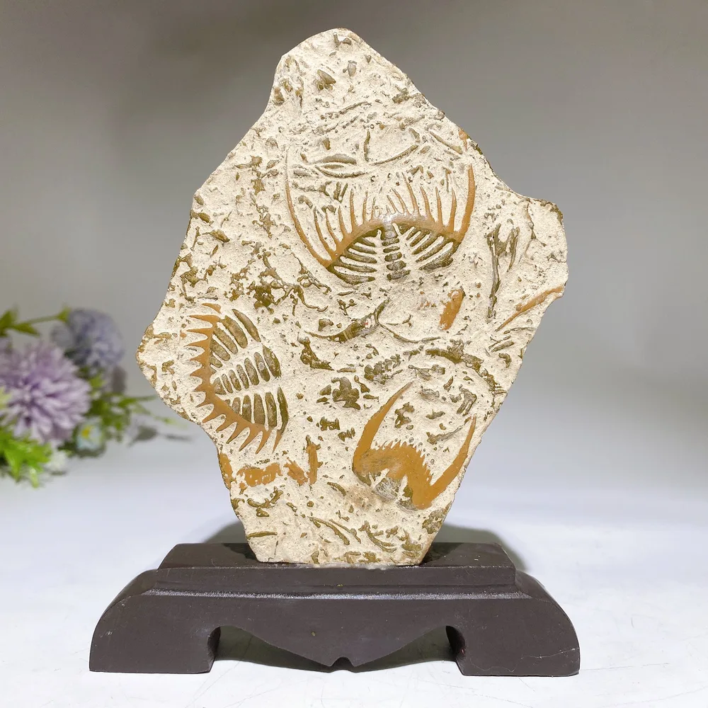 Fossil Trilobite Specimen Free Form with Gift Box Crystal Healing Bulk Wholesale